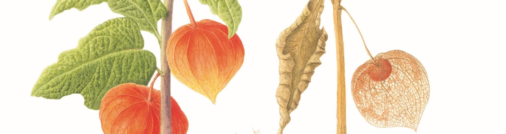 Jacomien van Andel, Physalis