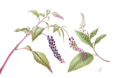 Angelique_Krijnen_Westerse_Karmozijnbes_2024